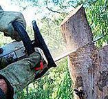Reliable Penn Valley, CA Tree Services Solutions