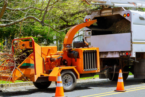 Lawn Drainage Solutions in Penn Valley, CA