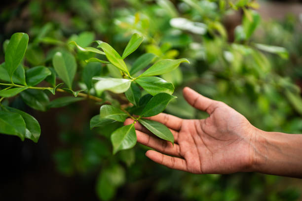 How Our Tree Care Process Works  in  Penn Valley, CA