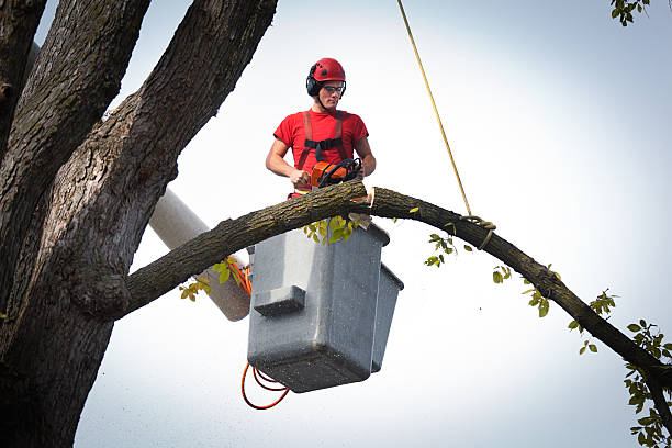 Best Tree Mulching  in Penn Valley, CA